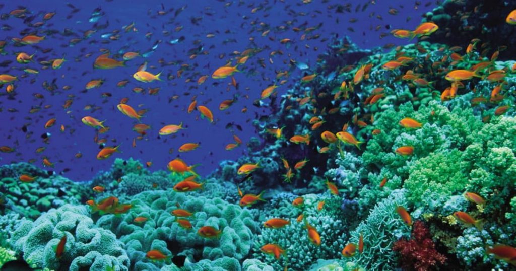 A 12 millimeter fish emits a sound as loud as a gunshot.  The mystery solved by researchers