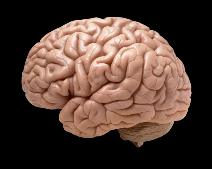 Human brain