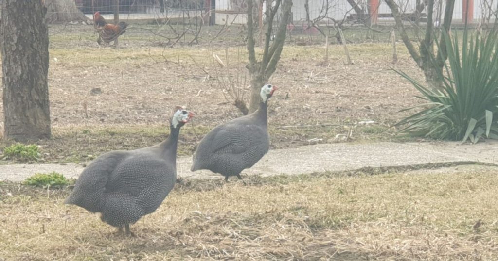 The country-raised talkative birds forcing their neighbors to move to the city: 'My opinion is you should consult a lawyer'