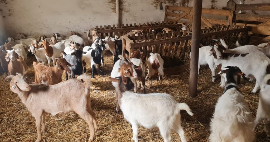 The meat of the future: the goat with the taste of cow, the new breed created in Dobrogea "It has the taste of tender cow, I can't wait to try it"