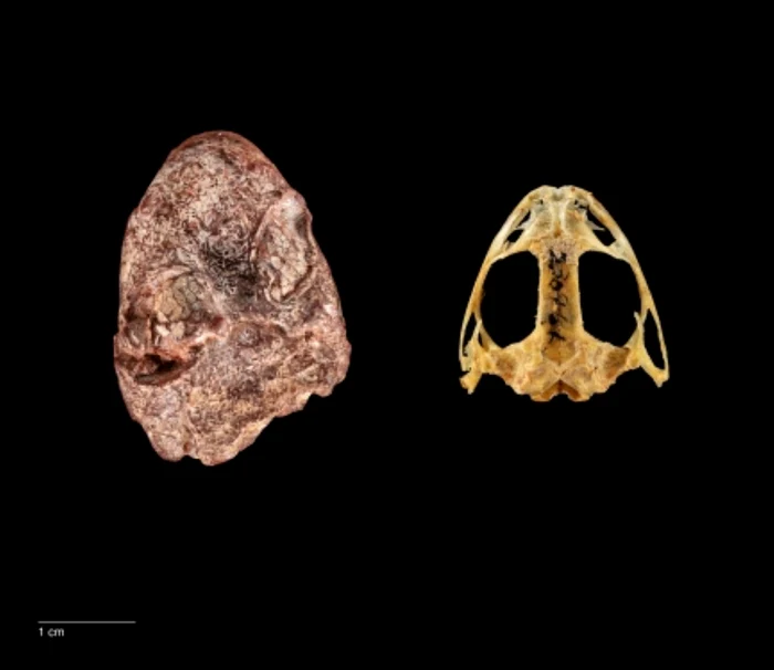 Amphibian fossil, photo Smithsonian Museum