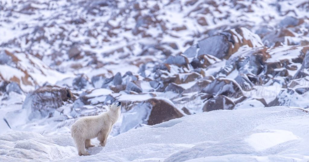 Northern Journal, Canada, Day 2: "Dancing Bear Waltzes to a Tune Only He Knows"
