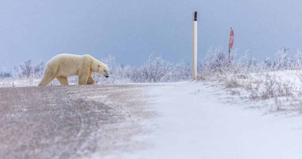 Northern Journal, Canada, days 0 and 1: “Churchill, the polar bear capital of the world.  I think I'm in heaven"
