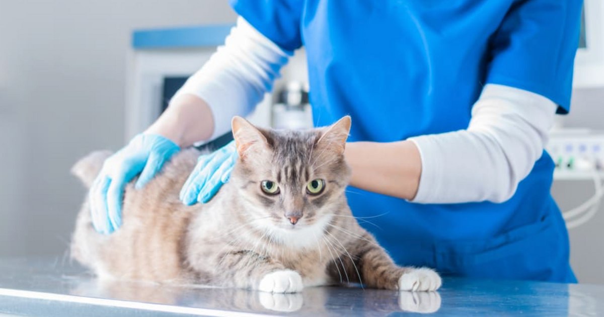 State-of-the-art device in veterinary medicine.  What it does in addition to traditional equipment