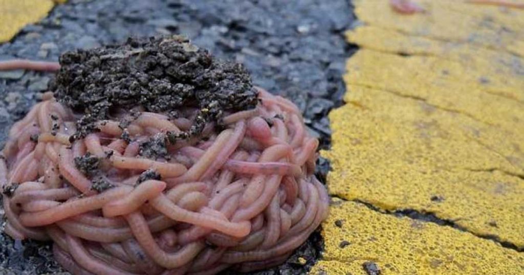 Super-worms appeared near the Chernobyl plant.  What is happening near the world's most famous nuclear disaster zone