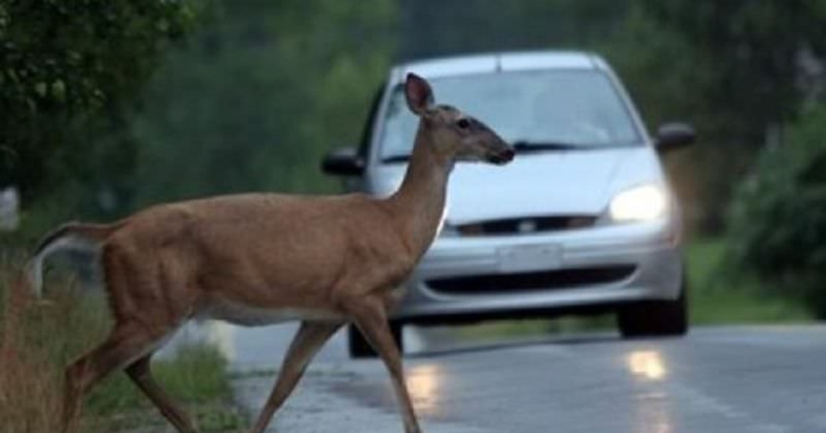 The Road Company, obliged to pay compensation five years after an accident with a deer