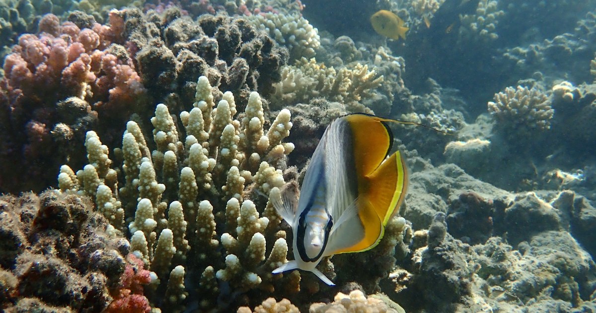 The paradise where Romanians bathe among corals and exotic fish when it's cold in the country.  "It's cheaper than a weekend in the mountains"