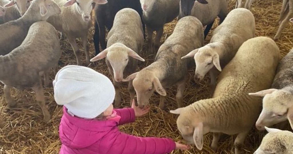 The sheep farm where milk is processed according to recipes from 300 years ago.  "We didn't even have any cheese left"