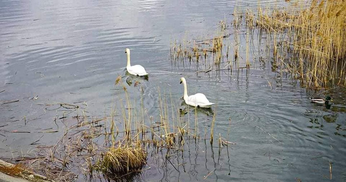 Two bird flu outbreaks have set a county on fire.  Harsh bans by veterinary inspectors, who also banned fishing