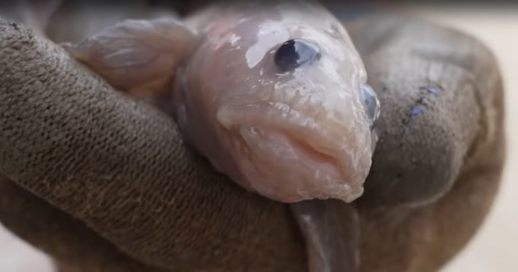 What enigmatic creature did scientists find among the 100 underwater species recently discovered VIDEO