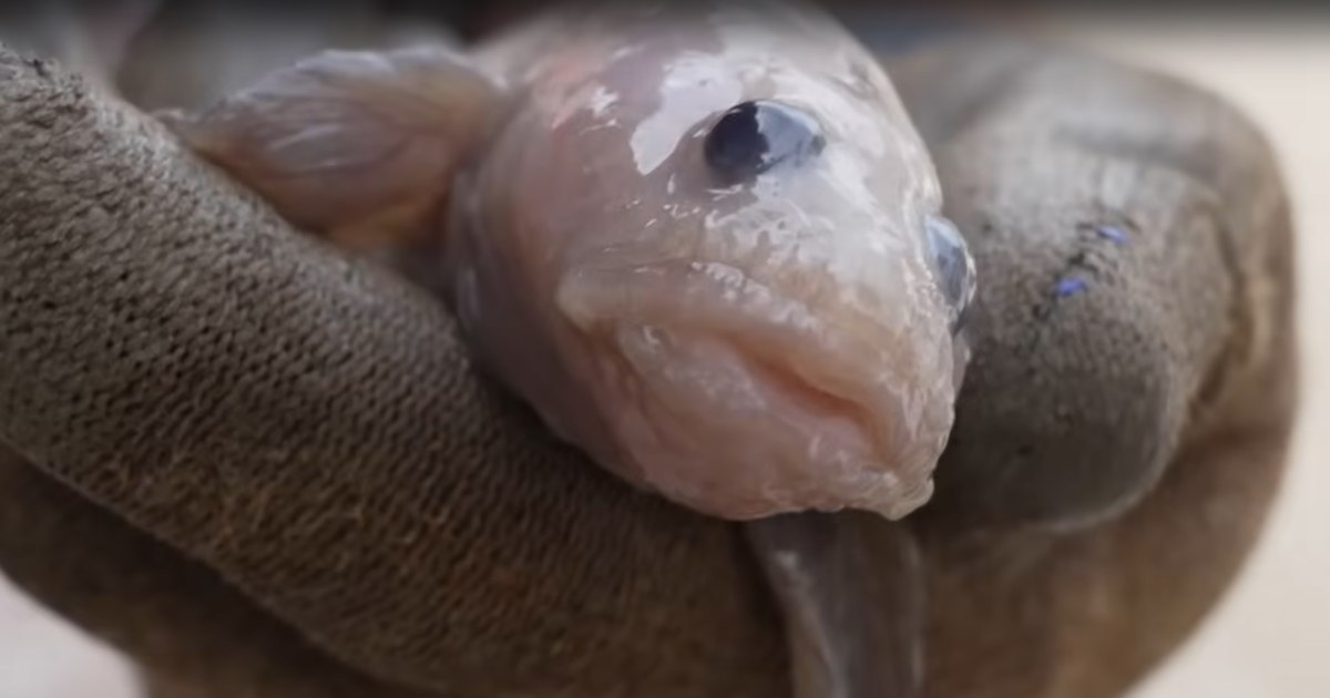 What enigmatic creature did scientists find among the 100 underwater species recently discovered VIDEO