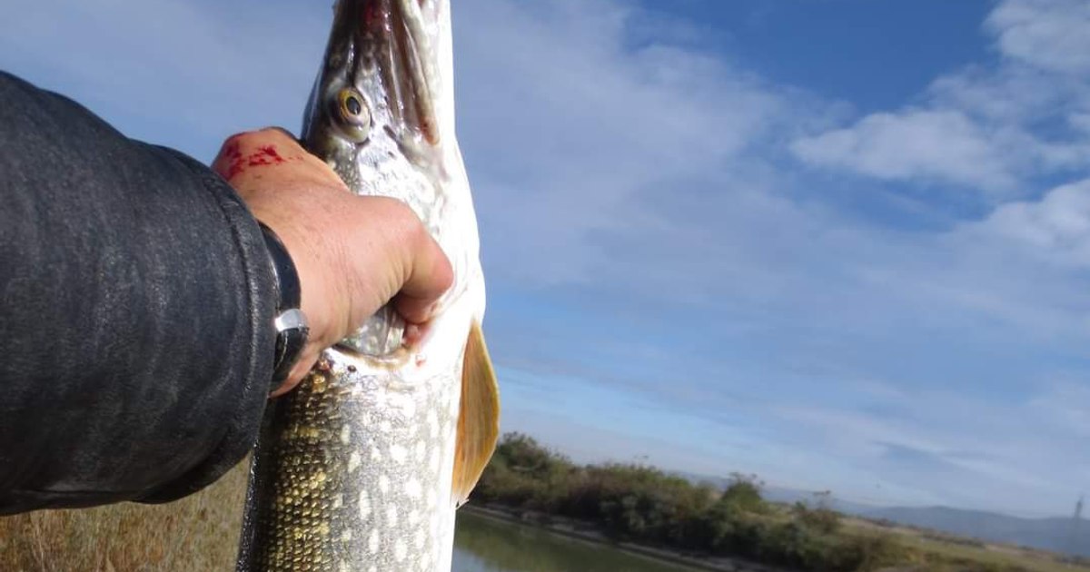 When the fishing ban starts.  Some species of fish are prohibited for capture all year round