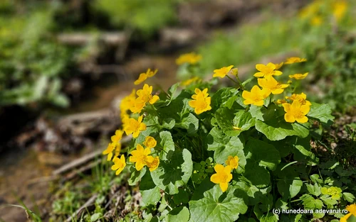 Nucșoara Stream Valley, The Stones of Retezat Photo Daniel Guță THE TRUTH (13) jpg