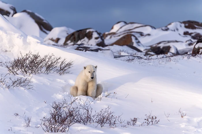 Fram the gentle.  PHOTO: Rareș Beșliu