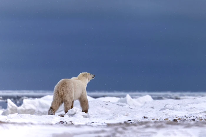 Polar bear in the habitat.  PHOTO: Rareș Beșliu