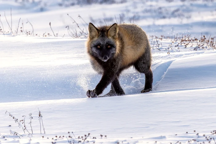 Arctic fox in action.  PHOTO: Rareș Beșliu