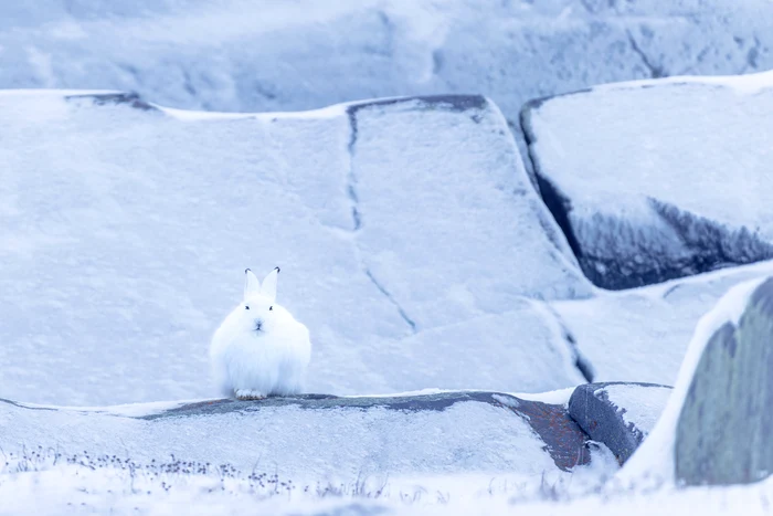 In Churchill, there are also rabbits, not just bears.  PHOTO: Rareș Beșliu