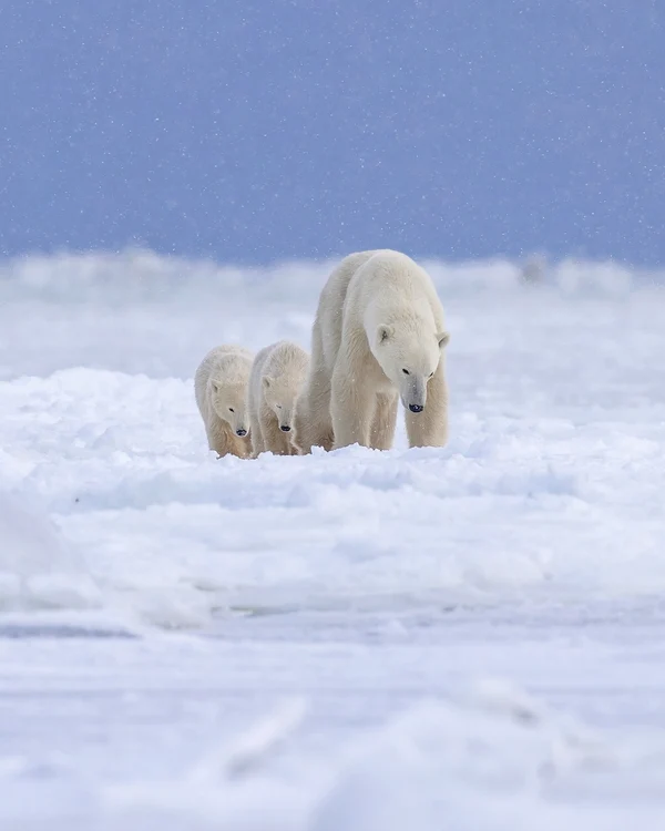 The cubs stay with their mother for two years.  PHOTO: Rareș Beșliu