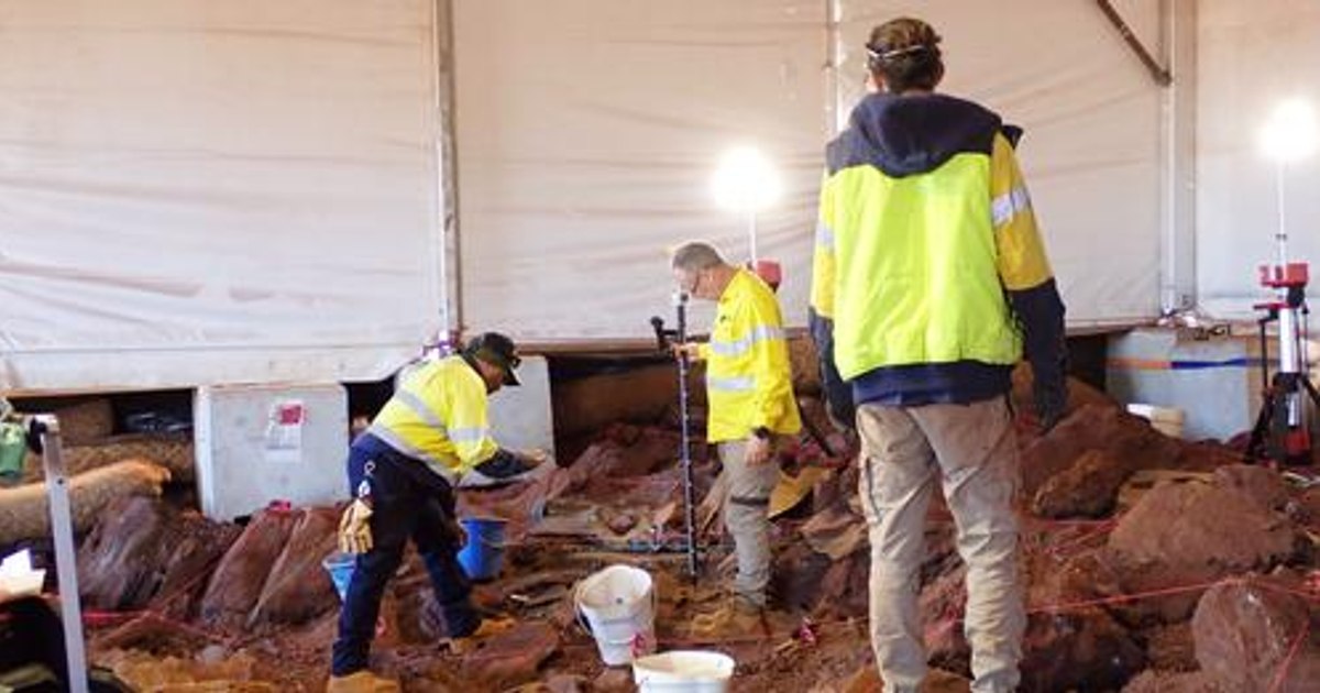 A Tasmanian devil tooth, among the discoveries made at an Australian site.  The species disappeared from the continent thousands of years ago