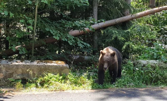 Bears also create problems in Argeș Foto AV