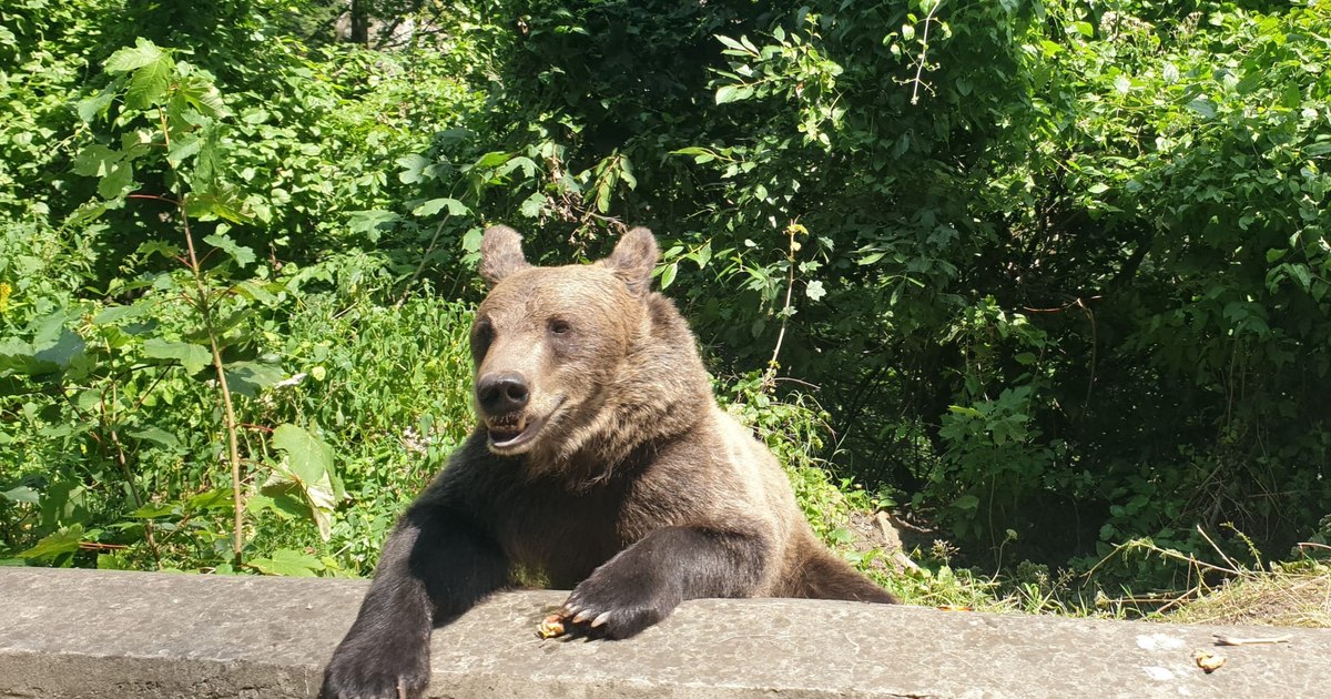 Bears and wolves caused the most damage in Romania.  The county where huge damages were recorded