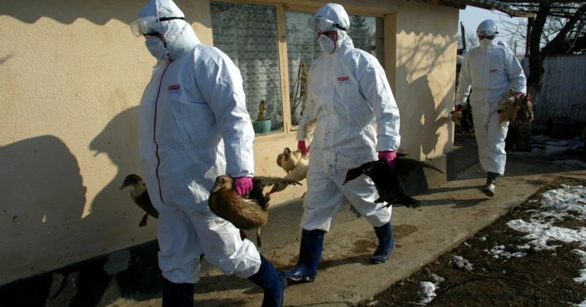 Bird flu is becoming a threat to humanity.  Medical authorities fear that the virus that kills the birds will adapt to the human species