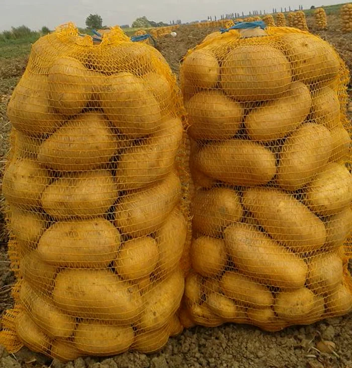 Lungulețu potatoes.  PHOTO Vegetable Pool Lunguletu Commune / Facebook