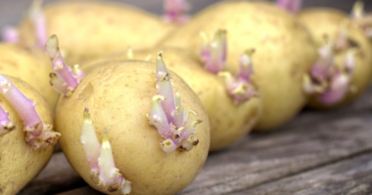 Can sprouted potatoes still be eaten?  Specialists reveal which harmful substances develop in Romanians' favorite vegetable