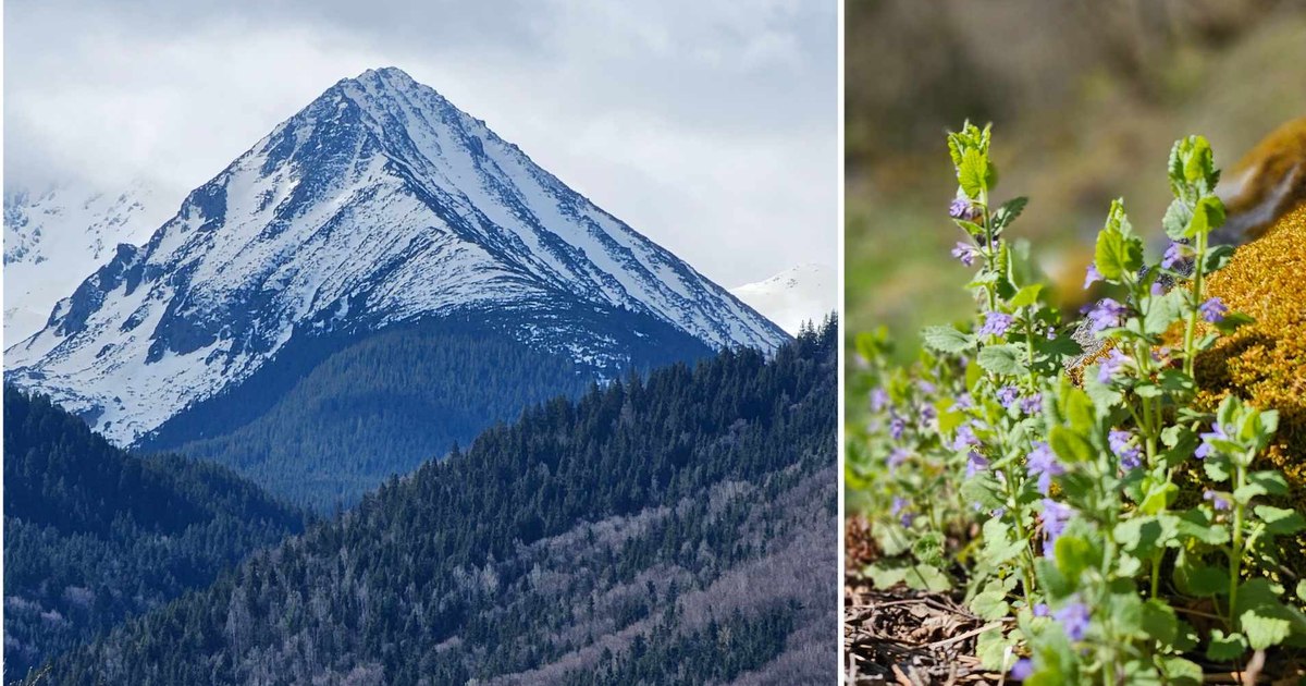 Explosion of color at the foot of Retezatu.  The forest with wild flowers little known to Romanians VIDEO