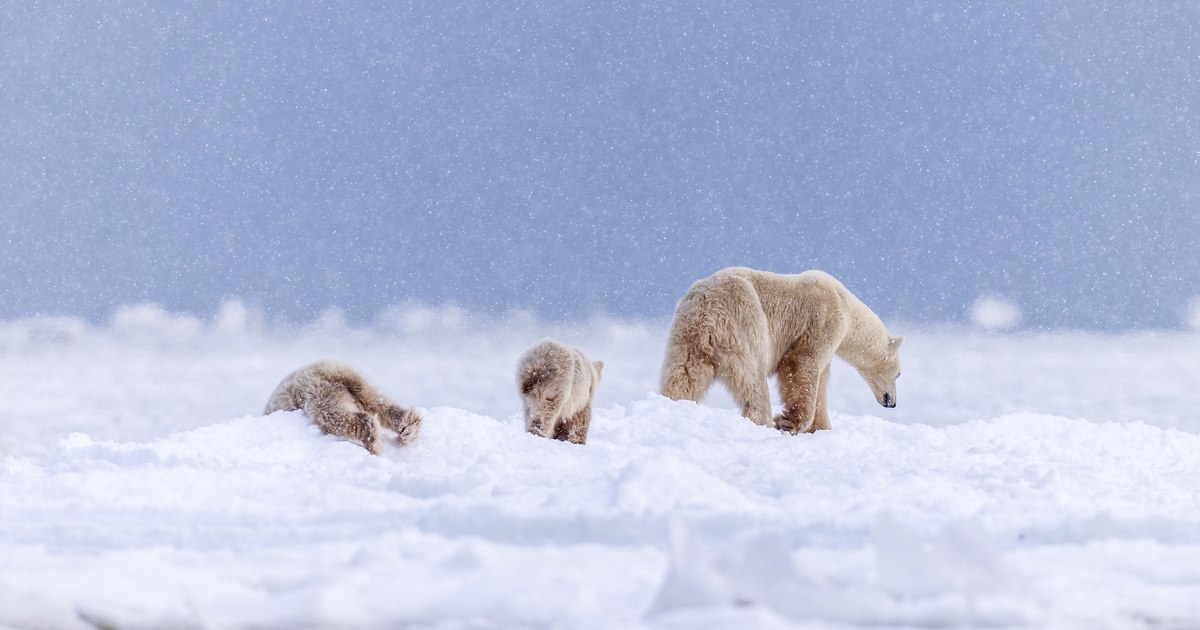 Northern Journal, Canada, Day 4: "Best Moment: A mother bear with two cubs so cute you'd think they were brown, not polar"