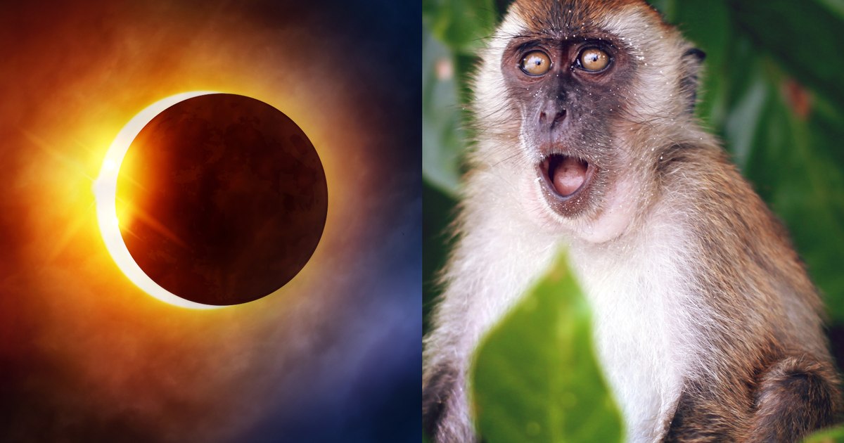 The strange way animals reacted to the eclipse.  NASA is asking for people's help to study them