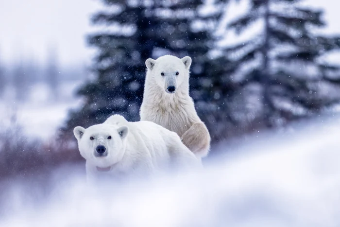 The Playful Bears of Churchill.  PHOTO: Rareș Beșliu
