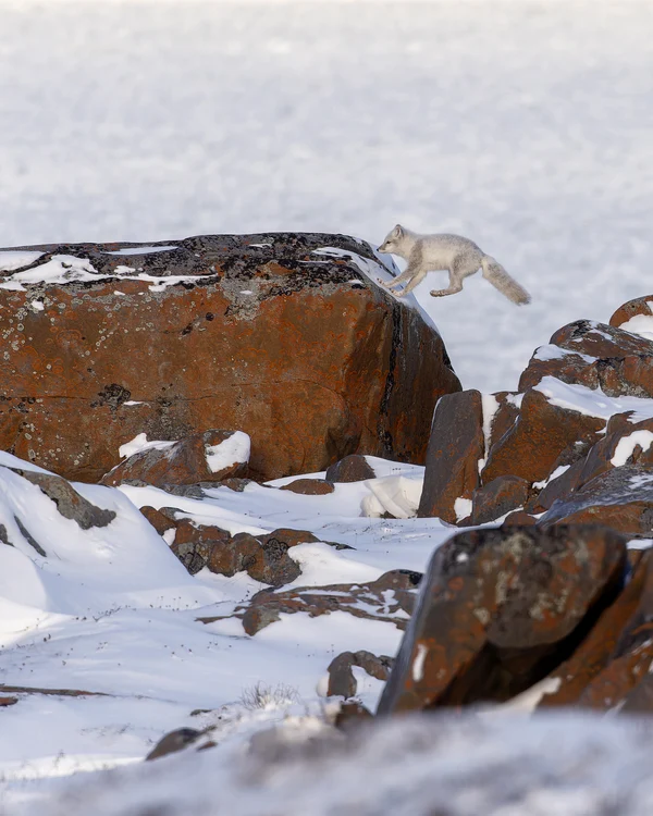 The land of playful foxes.  PHOTO: Rareș Beșliu