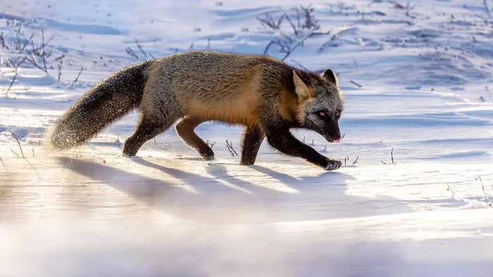 The arctic fox.  PHOTO: Rareș Beșliu