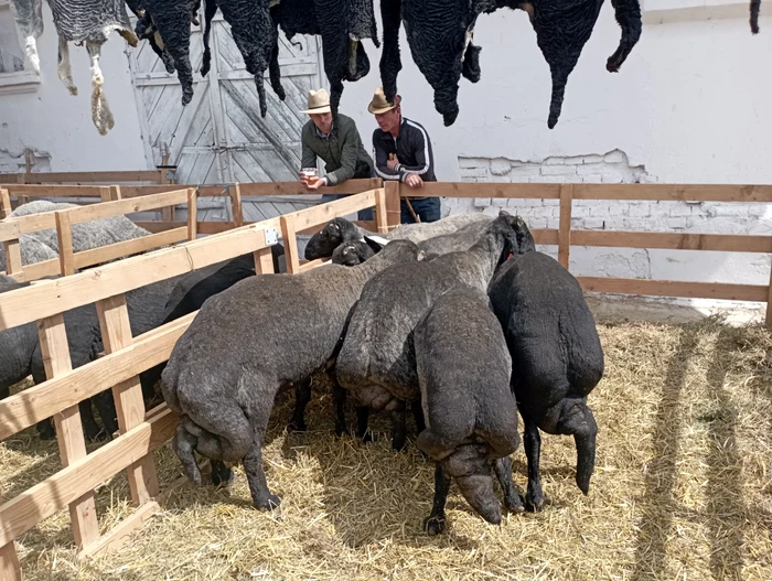 Karakul sheep from Botoșani PHOTO Cosmin Zamfirache