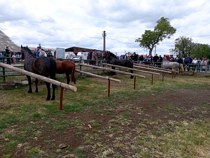 Horses present at the parade PHOTO Cosmin Zamfirache