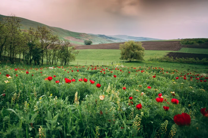 Peonies.  Shutterstock