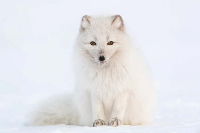 Arctic fox, photographed by Morten Hilmer