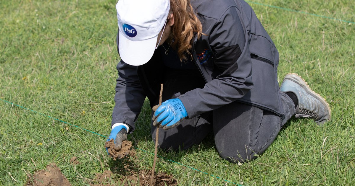 A Clean Romania Starts at Home campaign: Over 500 volunteers collected 22 tons of waste and planted 2,500 saplings