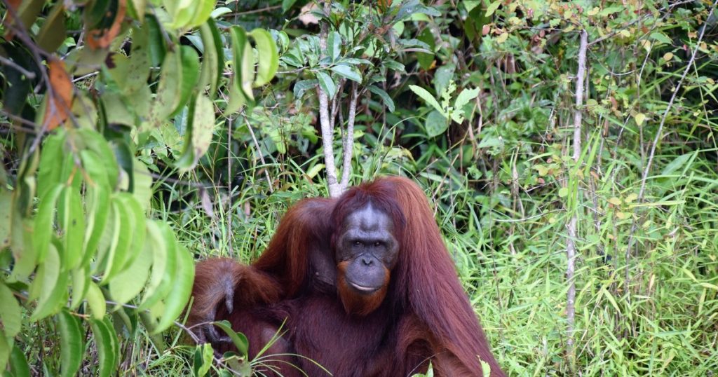 A first for researchers: an orangutan spotted using medicinal herbs on an open wound