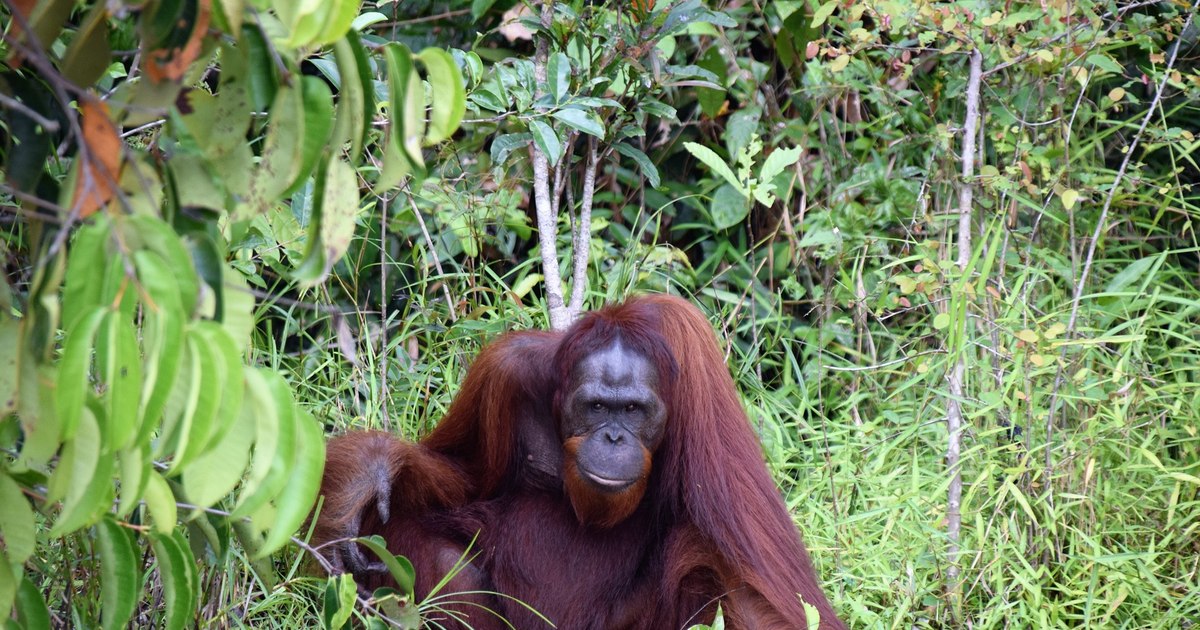 A first for researchers: an orangutan spotted using medicinal herbs on an open wound