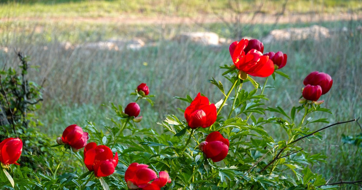 Dobrogen peony reserves, the most extensive in the country.  What you can visit in the surroundings PHOTO