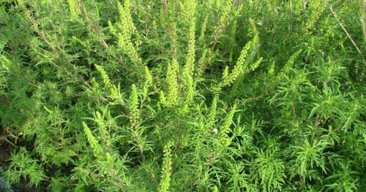 How can we protect ourselves from a very dangerous plant that grows everywhere in Romania.  May cause asthma