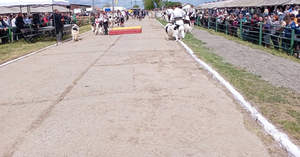 Hundreds of producers and farmers at a famous Moldovan fair.  "Your heart swells like a cake when you see the fruits of labor"