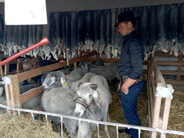 Karakul rams from Botoșani PHOTO Cosmin Zamfirache