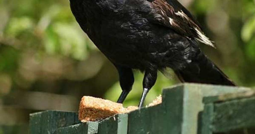Sensational Discovery by Crow Researchers: 'Humans Don't Have a Monopoly on Some Skills'