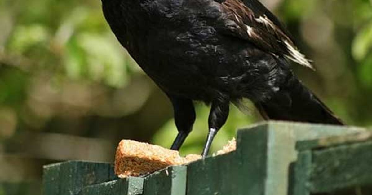 Sensational Discovery by Crow Researchers: 'Humans Don't Have a Monopoly on Some Skills'