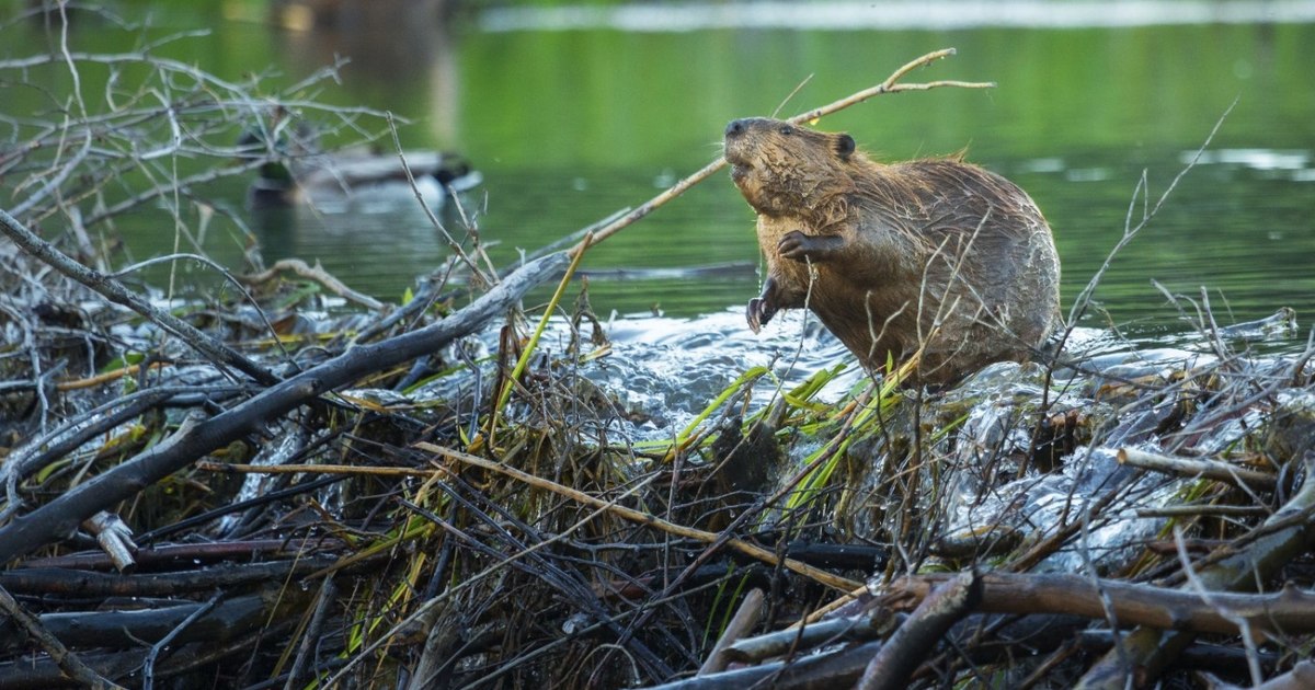 The "ecosystem engineer", spectacular return after an absence of centuries.  The beaver repopulation program, a success