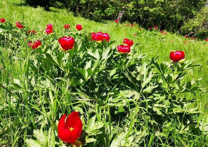 Peonies in the Macin Mountains PHOTO: C. Mazilu