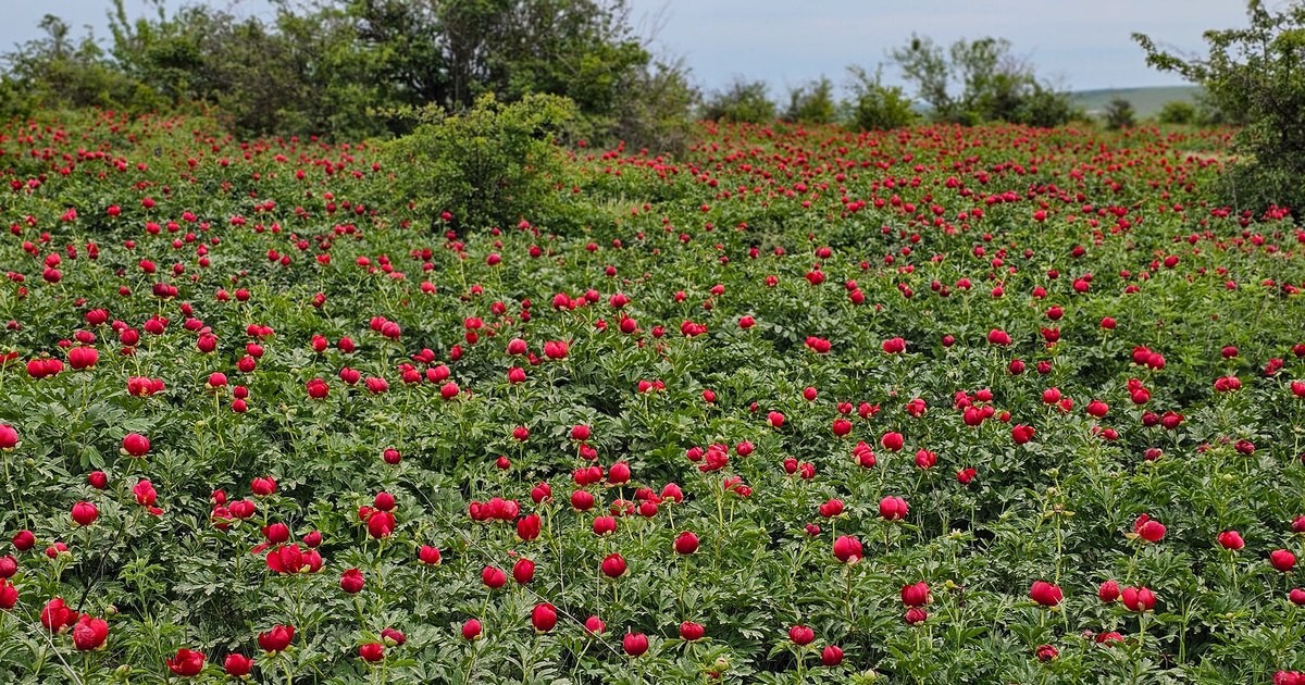 The fascinating place on the banks of the Danube that attracts tourists like a magnet: "I have never seen so many blooming peonies before" VIDEO